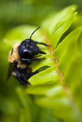 Bee on Fern