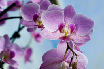 Pink orhids