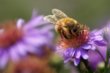 Bee on Asters