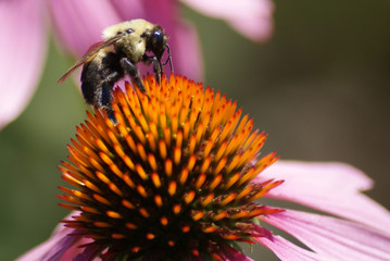 Bee on Coneflower