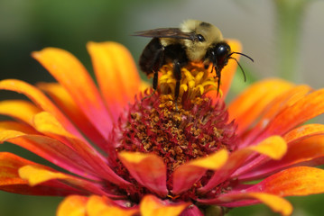 Bee on Zinnia