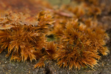 Ozonium czernidłaków © Gucio_55