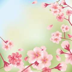 Fototapeta na wymiar Cherry Blossoms Background