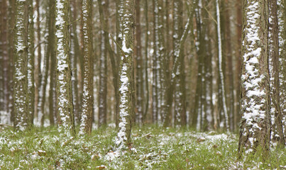 Las sosnowy zimą