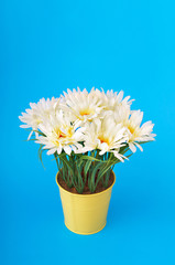 White gerberas in the pot