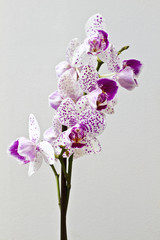 Orchid