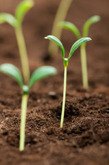 Green seedling illustrating concept of new life