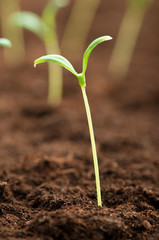 Green seedling illustrating concept of new life