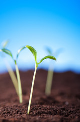 Green seedling illustrating concept of new life