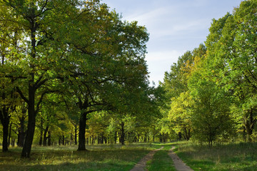 oak grove in august