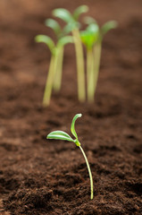 Green seedling illustrating concept of new life