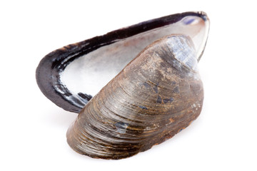 Miesmuschelschalen vor weissem Hintergrund