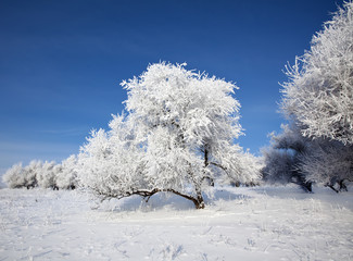 winter trees on snow