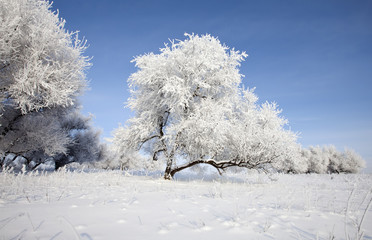 winter trees on snow