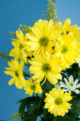 Beautiful yellow flowers isolated on blue