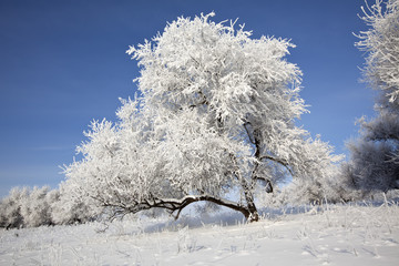 winter trees on snow