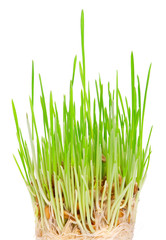 Fresh green grass on a white background