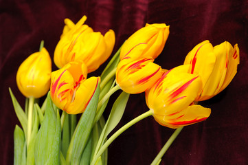 yellow  tulips on the red background