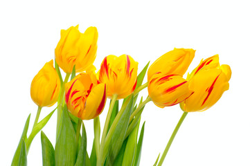 yellow  tulips