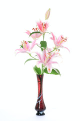Lily