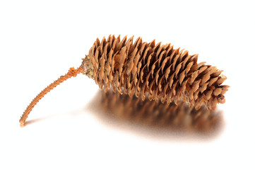 Pine cone