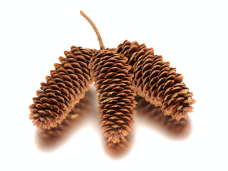 Pine cone