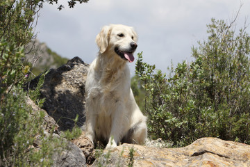 beautiful dog in the country