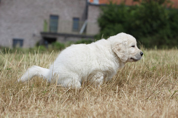 jeune golden retriever faisant caca