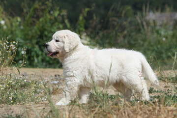 jeune golden retriever de profil