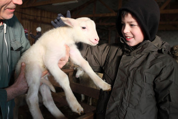A la bergerie : Jeune garçon caressant un agneau #1