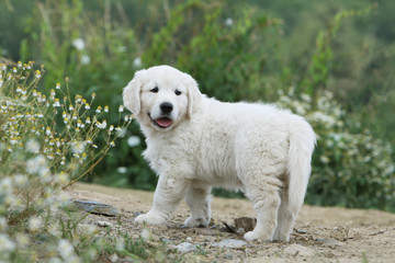 beautiful young golden retriever