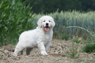 jeune golden retriever à l'allure fière
