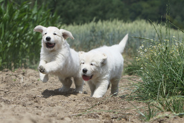 course désordonné de deux chiens dans la campagne