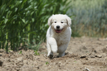 chiot golden retriever gambadant