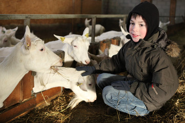A la chèvrerie : enfant nourrissant les chèvres - 29581321