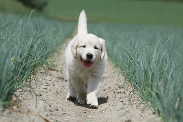 jeune golden retriever marchant de face