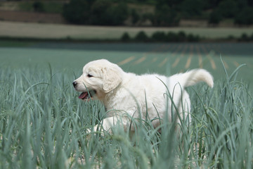 promenade du jeune golden retriever dans l'herbe