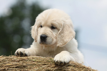 portrait d'un chiot golden retriever