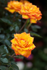 Orange rose