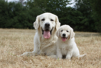 golden retriever's family