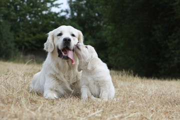 mummy golden retriever and her baby - kisses