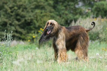 l&eacute;vrier afghan fatigu&eacute; - afghan hound tired
