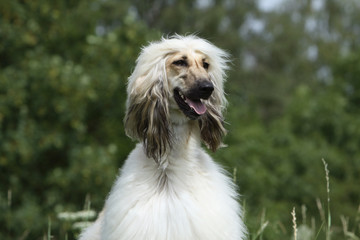 t&ecirc;te mince du l&eacute;vrier afghan