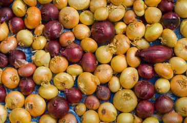 Onion 10