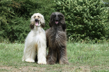 couple de lvriers afghans