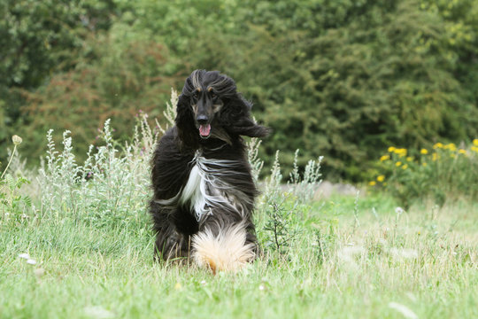 afghan hound - lebrel afgano - afghanischer windhound