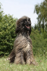 majestueux lévrier afghan
