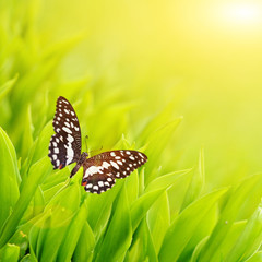 Butterfly sitting on a fresh green grass.