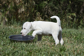 parson russelle terrier drinking