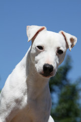 portrait du parson russell terrier